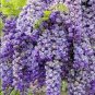 Deep Purple & Rose Red Wisteria Bonsai Flowers 30 Seeds