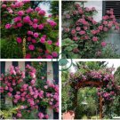 Taiwai Purple Climbing Rose Big Blooming Flowers 100 Seeds