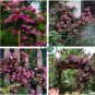 Taiwai Purple Climbing Rose Big Blooming Flowers 100 Seeds