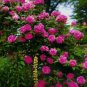 Taiwai Purple Climbing Rose Big Blooming Flowers 100 Seeds