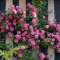 Taiwai Purple Climbing Rose Big Blooming Flowers 100 Seeds