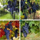 Rare French Cabernet Sauvignon Grape Bush Organic 30 Seeds