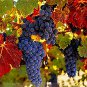 Rare French Cabernet Sauvignon Grape Bush Organic 30 Seeds