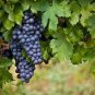 Rare French Cabernet Sauvignon Grape Bush Organic 30 Seeds