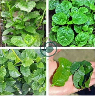 Heirloom Green Malabar Spinach Vegetable 100 Seeds