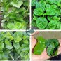 Heirloom Green Malabar Spinach Vegetable 100 Seeds