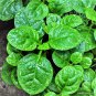 Heirloom Green Malabar Spinach Vegetable 100 Seeds