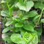 Heirloom Green Malabar Spinach Vegetable 100 Seeds