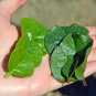 Heirloom Green Malabar Spinach Vegetable 100 Seeds