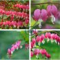 Lamprocapnos spectabilis Mixed Bleeding Heart Perennial Herbs Flower 10 Seeds