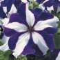 Heirloom Snow White Petunia with Five Purple Stripes Annual Garden Flowers 400 Seeds
