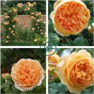 Rare 'Crown Princess Margareta' Orange Climbing Rose Shrub 100 Seeds