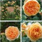 Rare 'Crown Princess Margareta' Orange Climbing Rose Shrub 100 Seeds