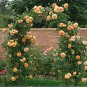 Rare 'Crown Princess Margareta' Orange Climbing Rose Shrub 100 Seeds