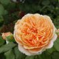 Rare 'Crown Princess Margareta' Orange Climbing Rose Shrub 100 Seeds