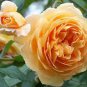 Rare 'Crown Princess Margareta' Orange Climbing Rose Shrub 100 Seeds
