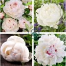 Peony Purely White Cream White Flower 10 Seeds