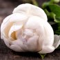 Peony Purely White Cream White Flower 10 Seeds
