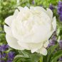 Peony Purely White Cream White Flower 10 Seeds