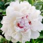 Peony Purely White Cream White Flower 10 Seeds