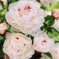 Peony Purely White Cream White Flower 10 Seeds