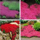 rare Rock cress 410 Seeds