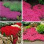 rare Rock cress 410 Seeds