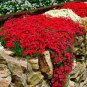 rare Rock cress 410 Seeds