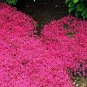 rare Rock cress 410 Seeds