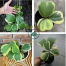 Flower Bonsai Hoya Kerrii Bonsai (December Orchid) Family Bonsai 200 Seeds