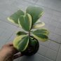 Flower Bonsai Hoya Kerrii Bonsai (December Orchid) Family Bonsai 200 Seeds