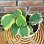 Flower Bonsai Hoya Kerrii Bonsai (December Orchid) Family Bonsai 200 Seeds