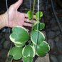 Flower Bonsai Hoya Kerrii Bonsai (December Orchid) Family Bonsai 200 Seeds
