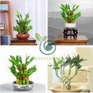 Lucky Bamboo Bonsai Small Potted Plants Purify 100 Seeds