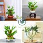 Lucky Bamboo Bonsai Small Potted Plants Purify 100 Seeds