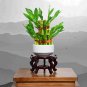 Lucky Bamboo Bonsai Small Potted Plants Purify 100 Seeds