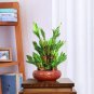 Lucky Bamboo Bonsai Small Potted Plants Purify 100 Seeds