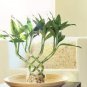 Lucky Bamboo Bonsai Small Potted Plants Purify 100 Seeds