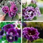Gloxinia Plant 200 Seeds