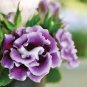 Gloxinia Plant 200 Seeds
