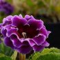 Gloxinia Plant 200 Seeds