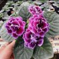 Gloxinia Plant 200 Seeds