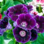 Gloxinia Plant 200 Seeds