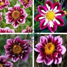 'Symbolizes Courage' Dahlia Flower 100 Seeds