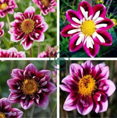 'Symbolizes Courage' Dahlia Flower 100 Seeds