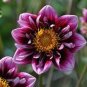 'Symbolizes Courage' Dahlia Flower 100 Seeds