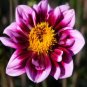 'Symbolizes Courage' Dahlia Flower 100 Seeds