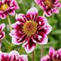 'Symbolizes Courage' Dahlia Flower 100 Seeds