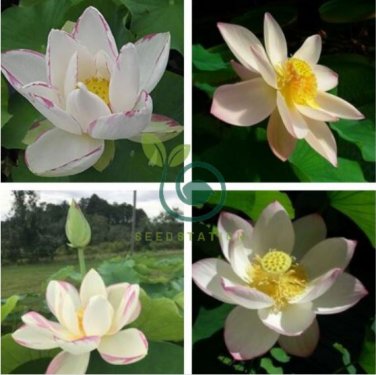 Nelumbo Nucifera &acirc;��Empress&acirc;�� Lotus 10 Seeds