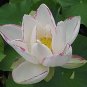Nelumbo Nucifera &acirc;��Empress&acirc;�� Lotus 10 Seeds